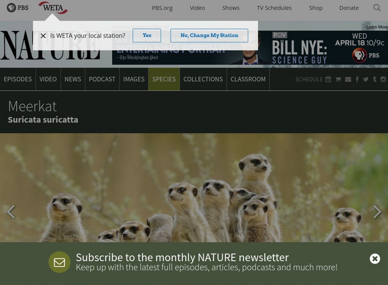 Pbs Nature: Meerkat Handout Pbs Nature: Meerkat Handout