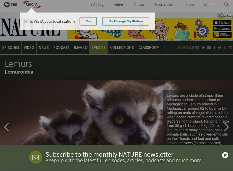 Pbs Nature: Lemur Handout Pbs Nature: Lemur Handout