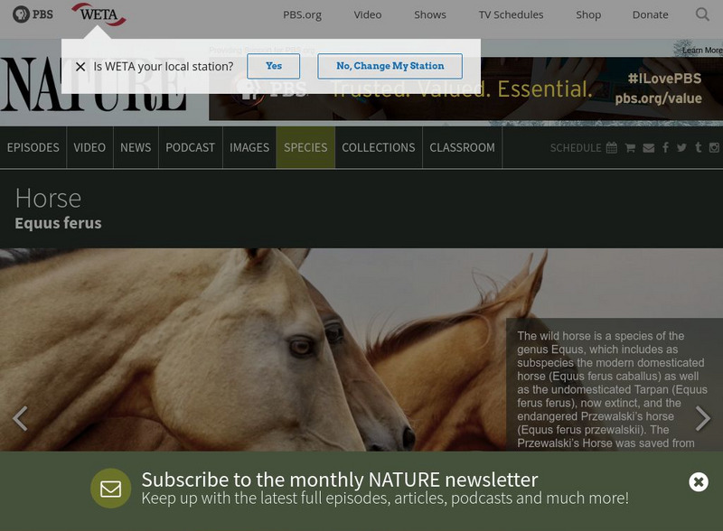 Pbs Nature: Horse Handout