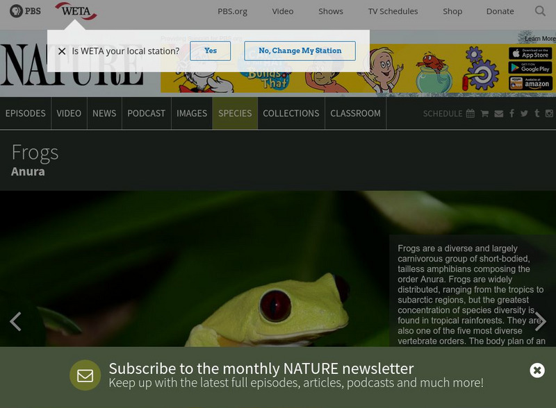 Pbs Nature: Frogs and Toads Handout Pbs Nature: Frogs and Toads Handout