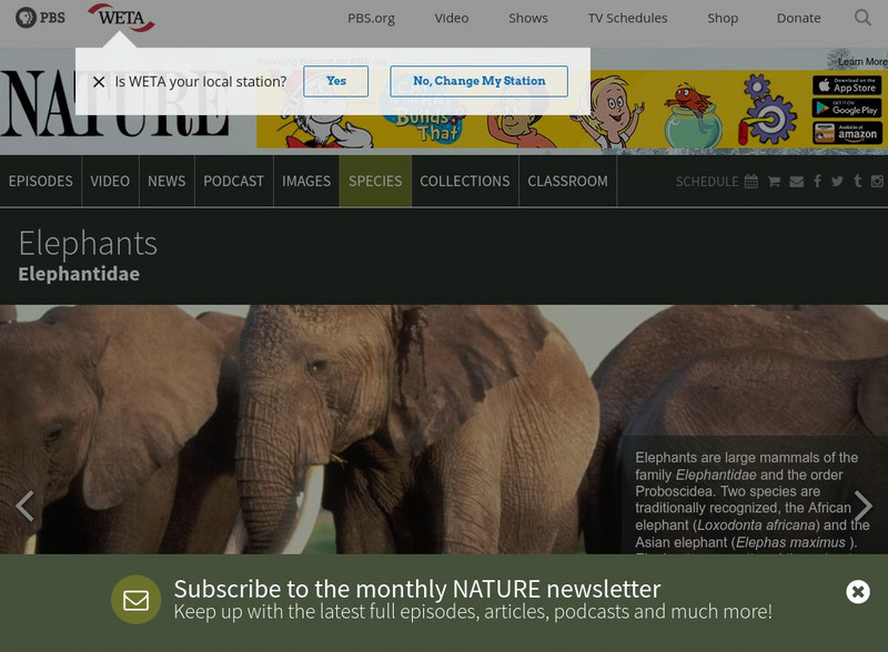 Pbs Nature: Elephants Handout Pbs Nature: Elephants Handout