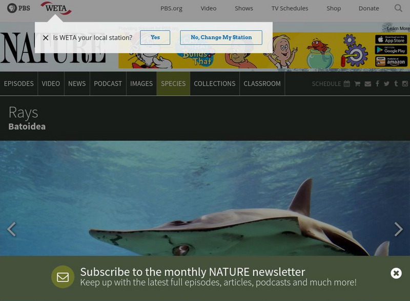 Pbs Nature: Ray Handout Pbs Nature: Ray Handout