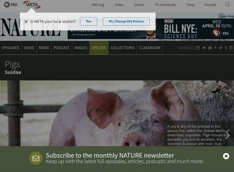Pbs Nature: Pigs Handout Pbs Nature: Pigs Handout