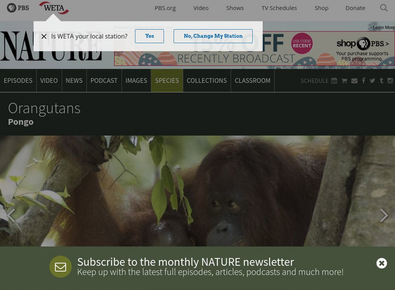 Pbs Nature: Orangutans Handout Pbs Nature: Orangutans Handout