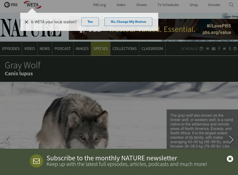 Pbs Nature: Gray Wolf Handout Pbs Nature: Gray Wolf Handout