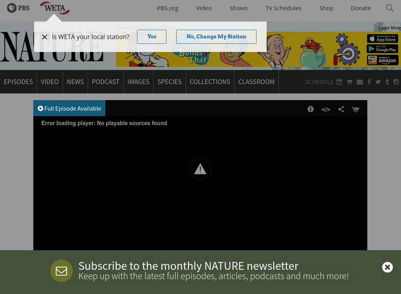 Pbs: Nature: The Gorilla King Website Pbs: Nature: The Gorilla King Website