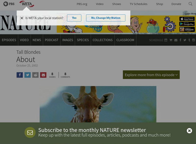 Pbs: Nature: Giraffe Communication Website Pbs: Nature: Giraffe Communication Website