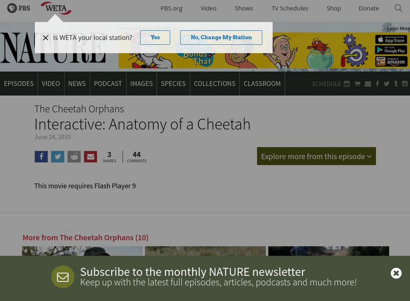 Pbs: Nature: Interactive Anatomy: Anatomy of a Cheetah Website