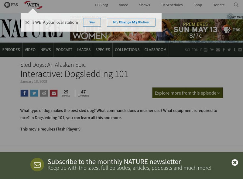 Pbs: Nature: Sled Dogs: An Alaskan Epic: Dogsledding 101 Website Pbs: Nature: Sled Dogs: An Alaskan Epic: Dogsledding 101 Website