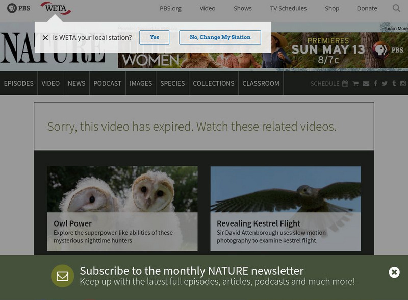 Pbs: Nature: Bald Eagle Website Pbs: Nature: Bald Eagle Website