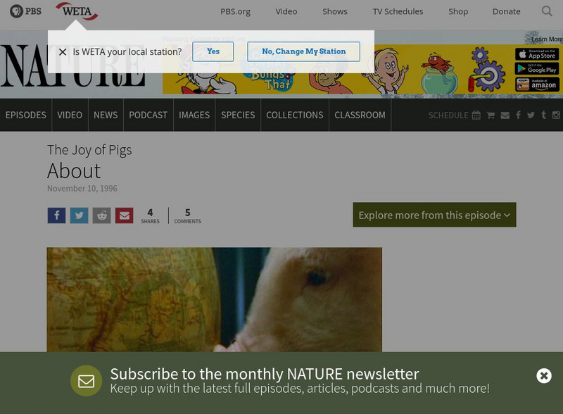 Pbs: Nature: The Joy of Pigs Website