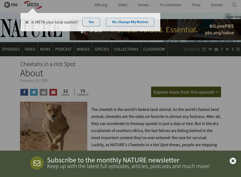 Pbs: Nature: Cheetahs in a Hot Spot Website Pbs: Nature: Cheetahs in a Hot Spot Website