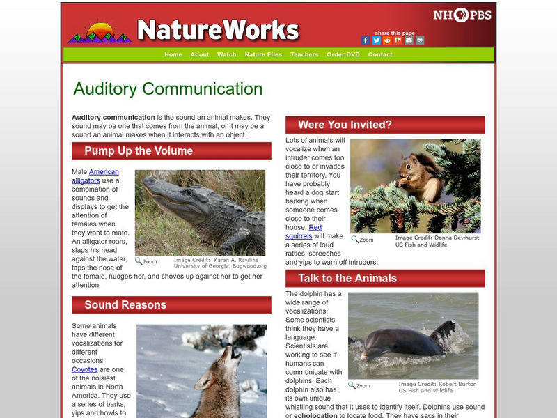 Nh Pbs: Nature Works: Auditory Communication Handout Nh Pbs: Nature Works: Auditory Communication Handout