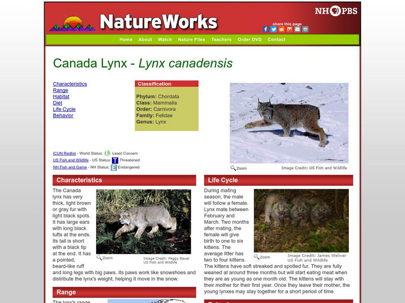 Nh Pbs: Nature Works: Canadian Lynx Handout Nh Pbs: Nature Works: Canadian Lynx Handout
