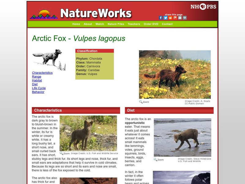 Nh Pbs: Nature Works: Arctic Fox Handout Nh Pbs: Nature Works: Arctic Fox Handout