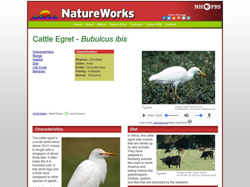 Nh Pbs: Nature Works: Cattle Egret Handout Nh Pbs: Nature Works: Cattle Egret Handout