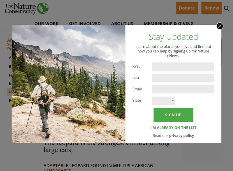 Nature Conservancy: Animal Profiles: Leopard Handout Nature Conservancy: Animal Profiles: Leopard Handout