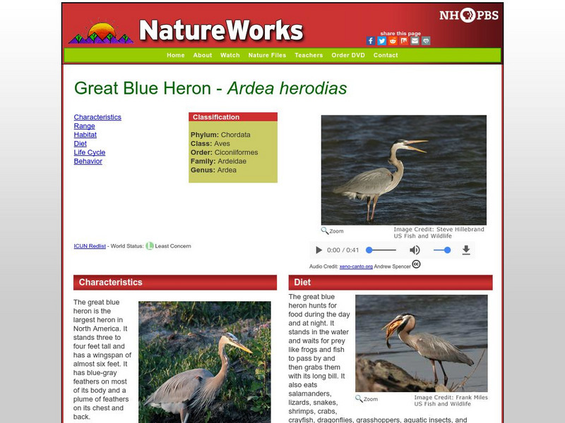 Nh Pbs: Nature Works: Great Blue Heron Handout Nh Pbs: Nature Works: Great Blue Heron Handout
