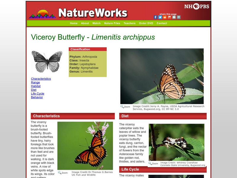 Nh Pbs: Nature Works: Viceroy Butterfly Handout Nh Pbs: Nature Works: Viceroy Butterfly Handout