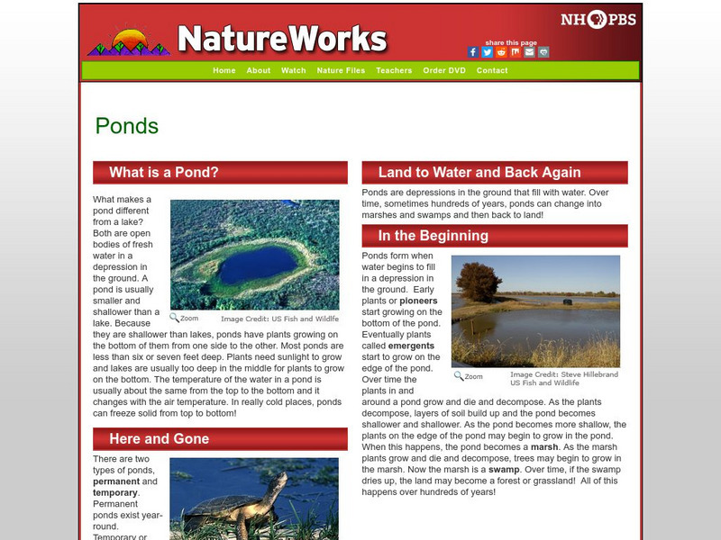 Nh Pbs: Nature Works: Ponds Handout