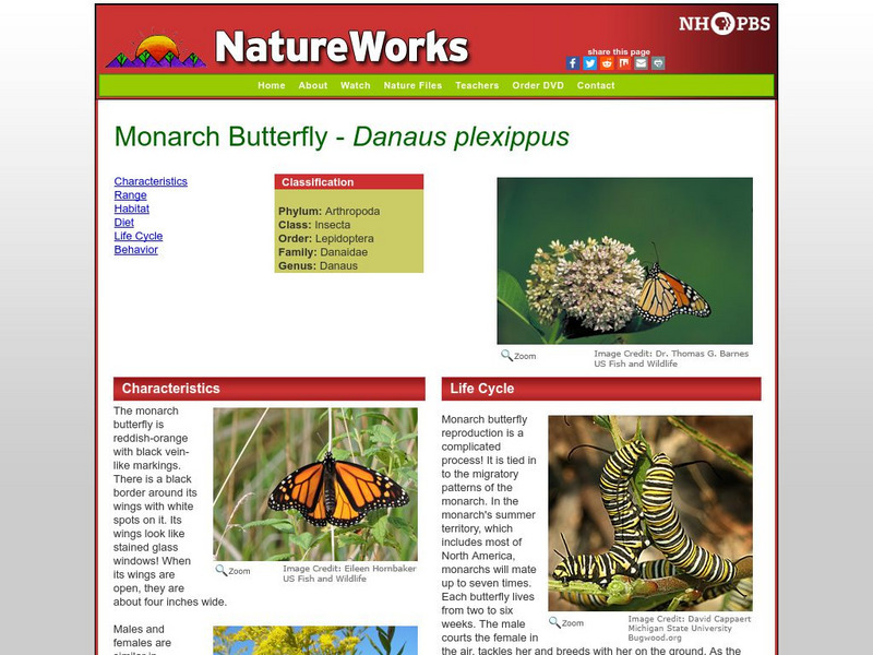 Nh Pbs: Nature Works: Monarch Butterfly Handout Nh Pbs: Nature Works: Monarch Butterfly Handout