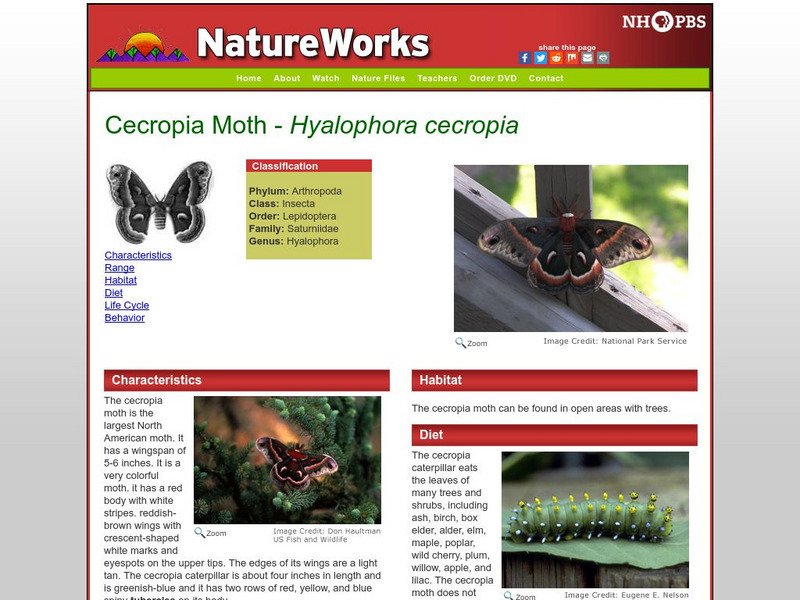 Nh Pbs: Nature Works: Cecropia Moth Handout