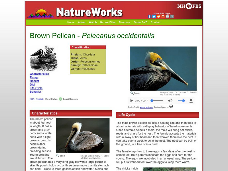 Nh Pbs: Nature Works: Brown Pelican Handout