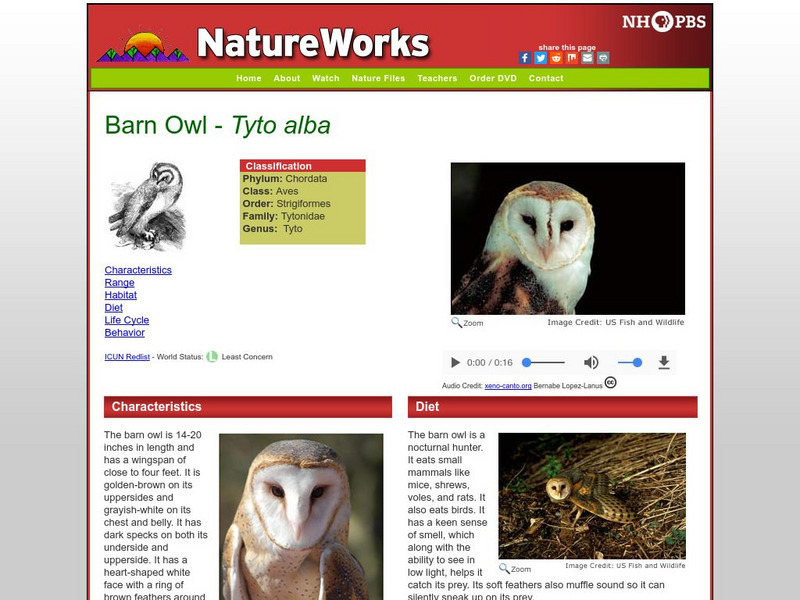 Nh Pbs: Nature Works: Barn Owl Handout Nh Pbs: Nature Works: Barn Owl Handout