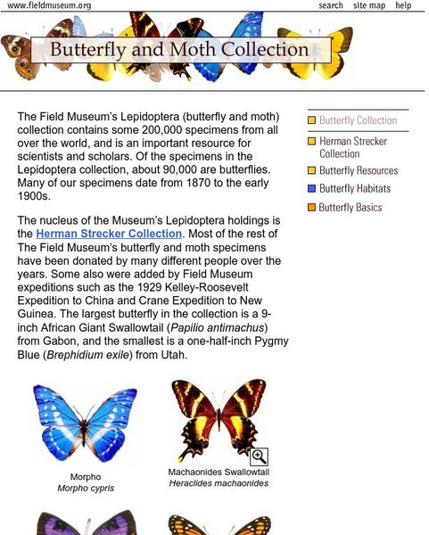 Field Museum: The Butterfly and Moth Collection Website Field Museum: The Butterfly and Moth Collection Website