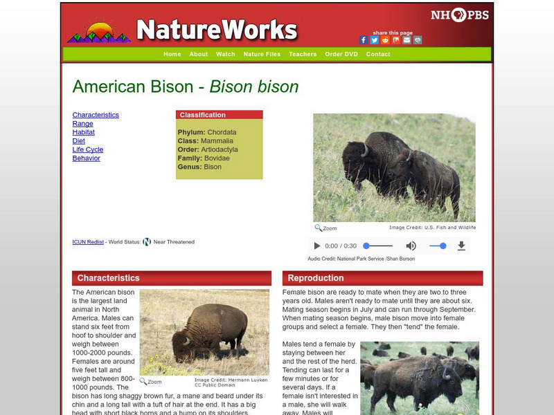Nh Pbs: Nature Works: American Bison Handout Nh Pbs: Nature Works: American Bison Handout