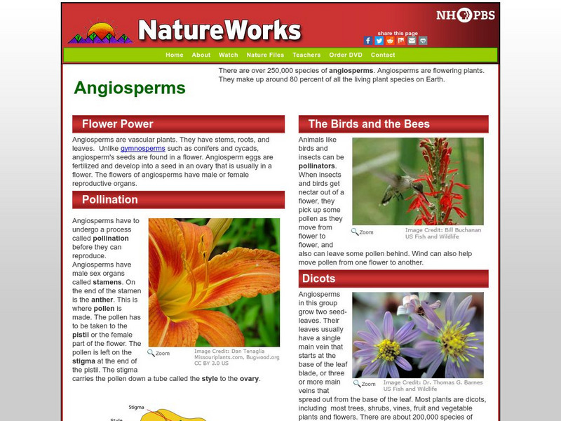 Nh Pbs: Nature Works: Angiosperms Handout Nh Pbs: Nature Works: Angiosperms Handout
