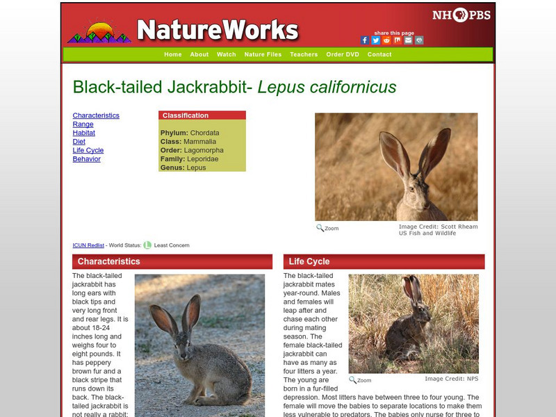 Nh Pbs: Nature Works: Black Tailed Jackrabbit Handout