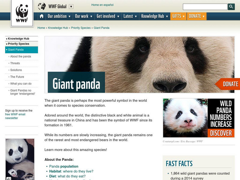 World Wildlife Foundation: Giant Panda Website World Wildlife Foundation: Giant Panda Website