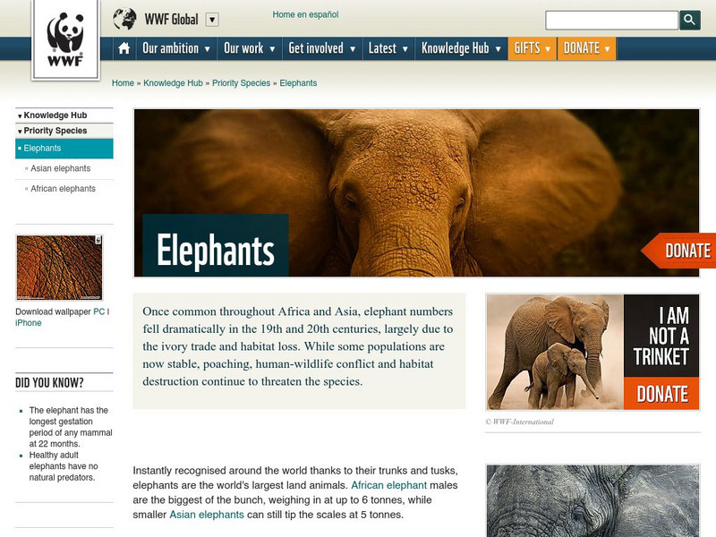 World Wildlife Fund: Elephants Website World Wildlife Fund: Elephants Website