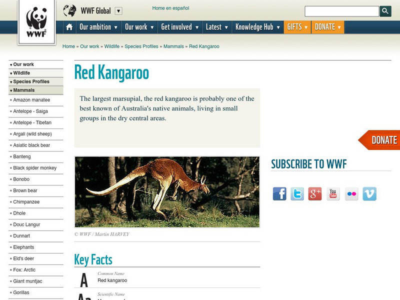World Wildlife Fund: Red Kangaroo Website World Wildlife Fund: Red Kangaroo Website