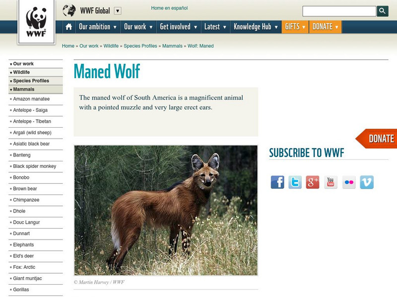World Wildlife Fund: Wolf (Maned) Website World Wildlife Fund: Wolf (Maned) Website