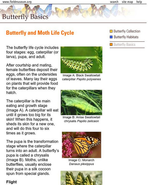 Field Museum: Butterfly and Moth Life Cycle Handout Field Museum: Butterfly and Moth Life Cycle Handout