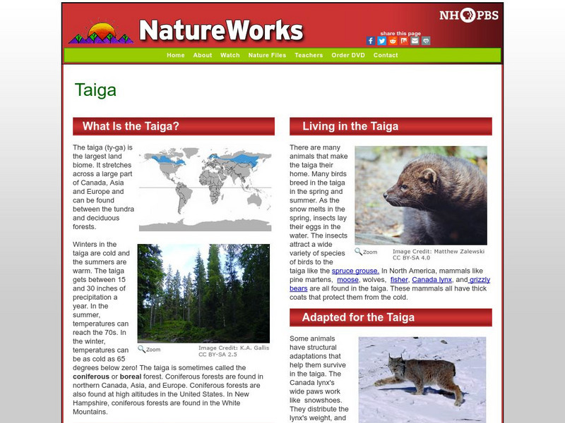 Nh Pbs: Nature Works: Taiga Handout Nh Pbs: Nature Works: Taiga Handout