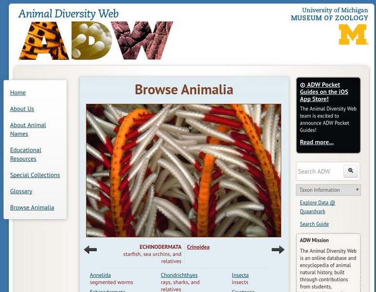 Animal Diversity Web: Museum of Zoology: Animal Diversity Web Website Animal Diversity Web: Museum of Zoology: Animal Diversity Web Website