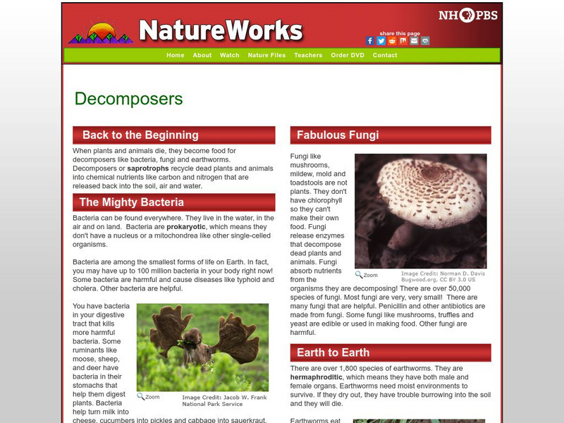 Nh Pbs: Nature Works: Decomposers Handout Nh Pbs: Nature Works: Decomposers Handout