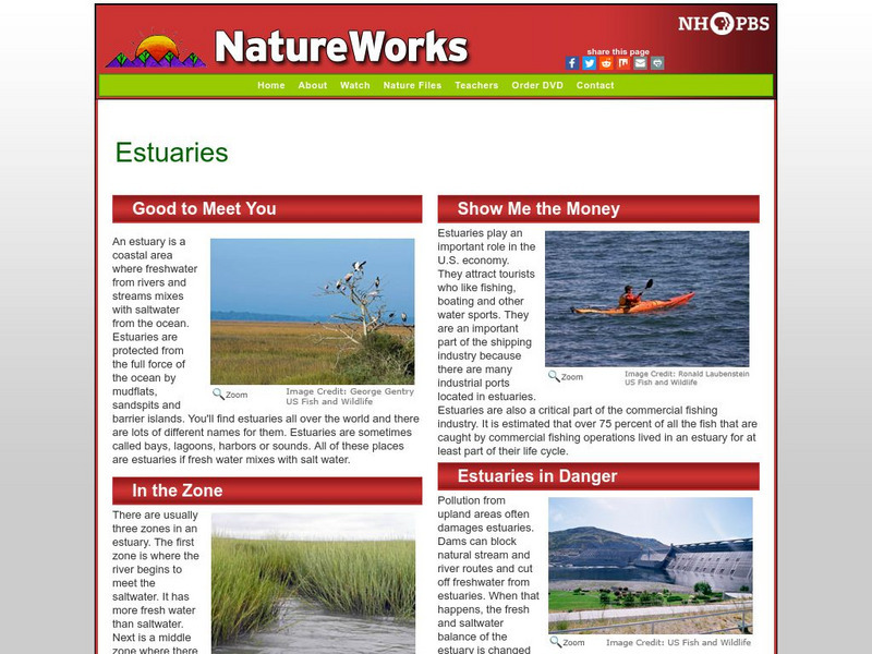 Nh Pbs: Nature Works: Estuaries Handout
