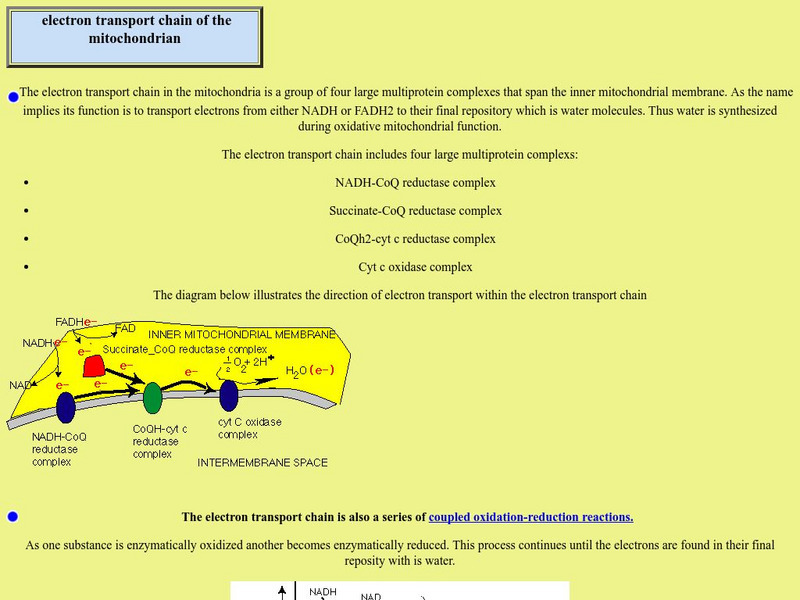 Brooklyn College: Electron Transport Chain Handout Brooklyn College: Electron Transport Chain Handout