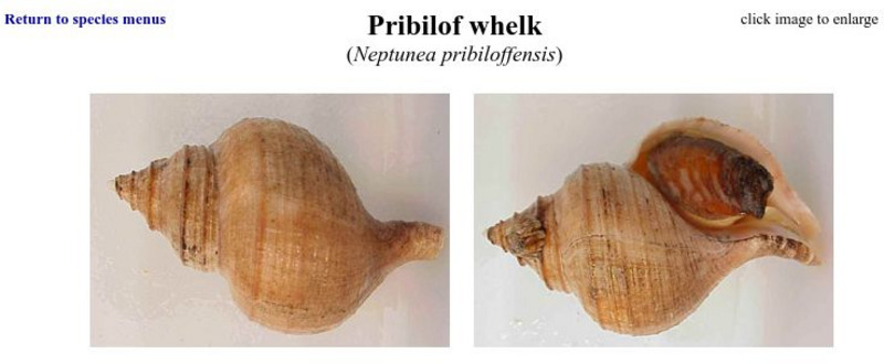 Noaa: Alaska Fisheries Science Center: Pribiloff Whelk Handout Noaa: Alaska Fisheries Science Center: Pribiloff Whelk Handout