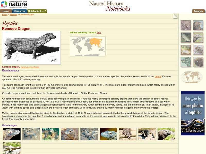 Canadian Museum of Nature: Komodo Dragon Handout