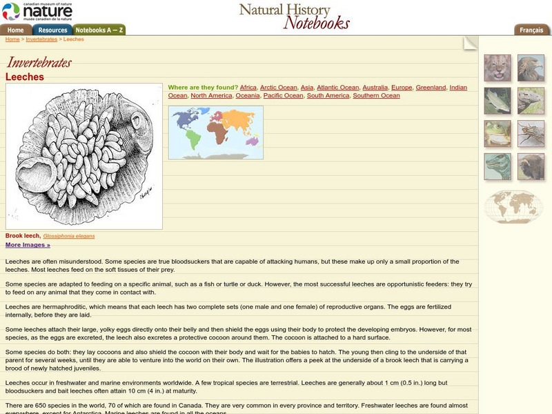 Canadian Museum of Nature: Leech Handout