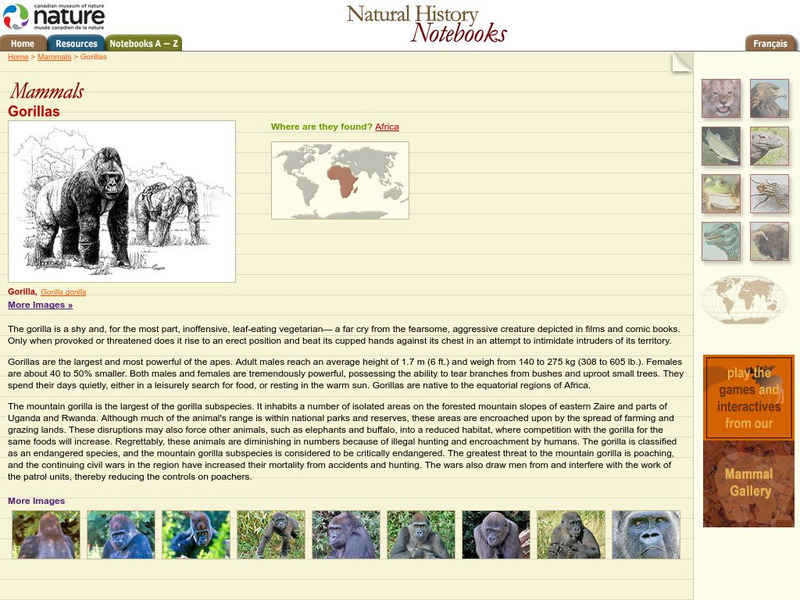 Canadian Museum of Nature: Gorillas Handout Canadian Museum of Nature: Gorillas Handout