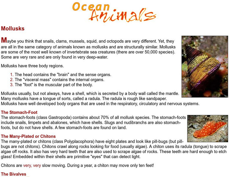Missouri Botanical Garden: Ocean Animals: Mollusks Handout Missouri Botanical Garden: Ocean Animals: Mollusks Handout