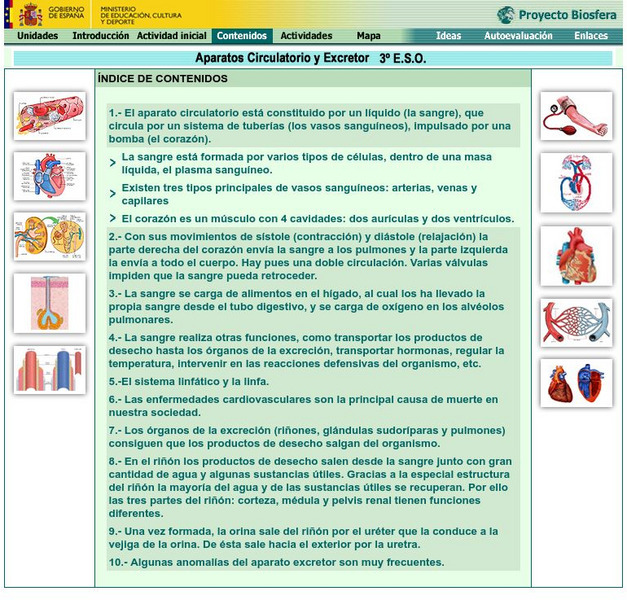 Ministerio De Educacion: Aparatos Circulatorio Y Excretor Activity Ministerio De Educacion: Aparatos Circulatorio Y Excretor Activity