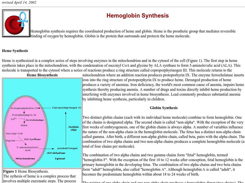 Harvard University: Hemoglobin Synthesis Handout Harvard University: Hemoglobin Synthesis Handout