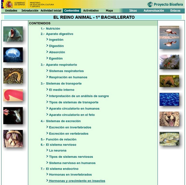 Ministerio De Educacion: El Reino Animal 1 Bachillerato Activity Ministerio De Educacion: El Reino Animal 1 Bachillerato Activity